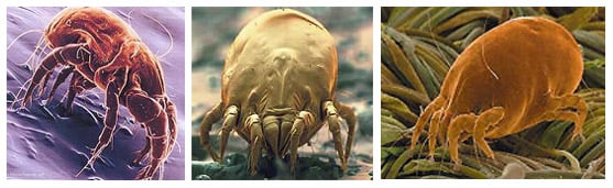 Everything You Need to Know about Dust Mites (But Were Probably Afraid to Ask)