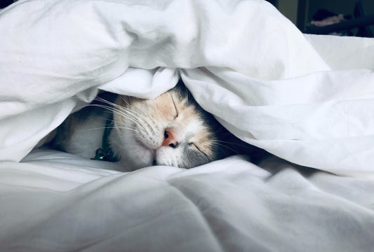 Cat Sleeping on a Comfortable Mattress